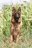 BERGER ALLEMAND 334